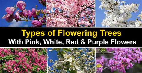 identify flowering trees by picture.